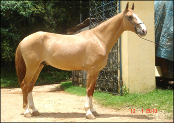 CARAMELO DO RASF