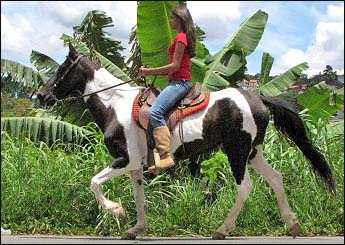 PALOMA DO LUTY
