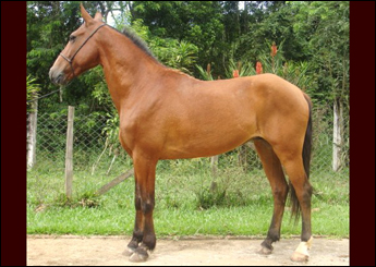 STRATUS DO RASF