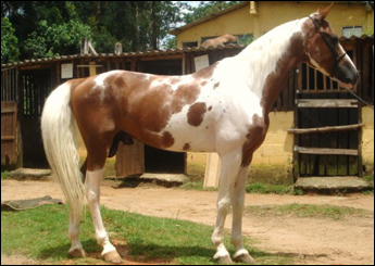 UERÊ DO RASF