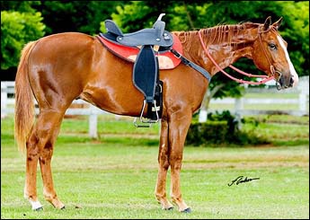 FLY SKIPPY 3P