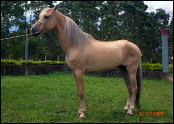 ESPLENDOR DA JM