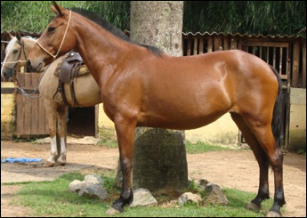 GRAMPOLA DO RASF