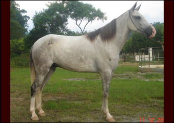 CAMPESTRE DO RASF