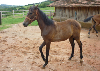 VENUS HUITRIN DO MARIJU