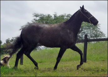 ALBION KING EUFORY
