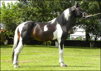 APACHE RJR