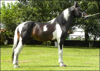 APACHE RJR