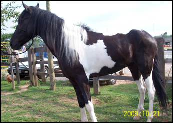 SCRYPTY DA SUZANA