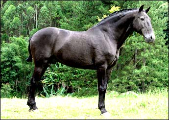 NADANTE