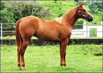 JEZABEL GOLD DOC