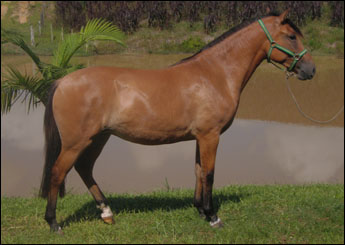 AZURIL DA FAZFAR