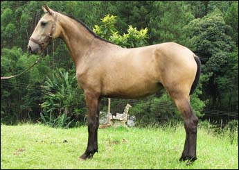 DINASTIA HPS