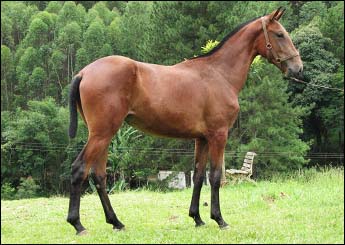 DANÇARINA HPS