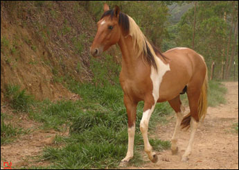 VENTANIA