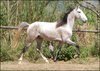 BANDARILHO VO (VEGAS)