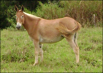 PRINCESA DO M S COQUEIRAL
