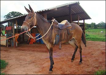CAMPEÃO