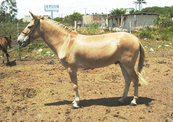 CONHAQUE