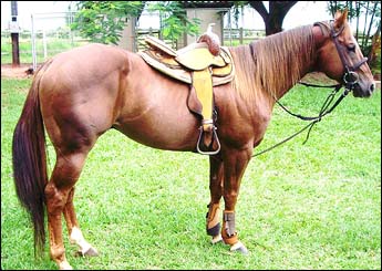 EF PERFECT BROWN