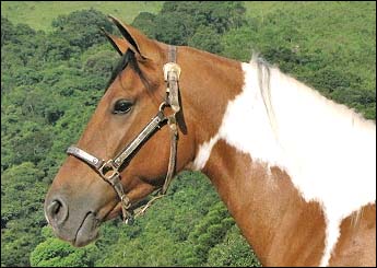 CAÇADOR DA CONQUISTA