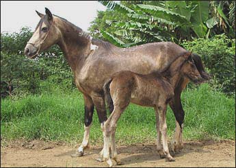 PÉROLA DO LUTY