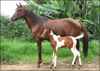 EDUCADA DA ESMERALDA