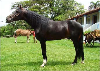 HAVAÍ DO RANCHO DO ACASO