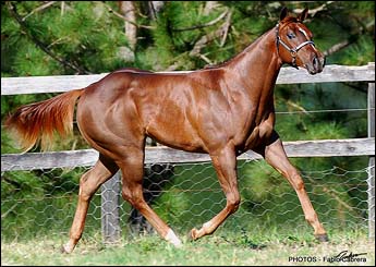 IMPRESSIVE CONNY 3P