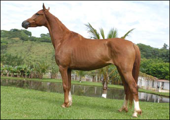 TONGA DA JAUAPERI