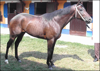 FOGON CERRADO