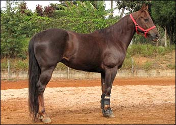 BIMBOL PITT BIMBO 30