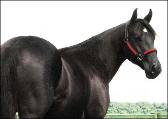 NEGUINHA TAYAMÃ