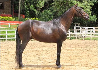TABACO DA CONQUISTA