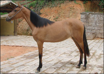 JETTA DO IÇA