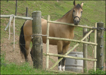 GOLDENSTAR