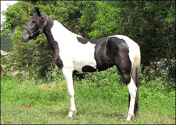 PAKERA DO LUTY