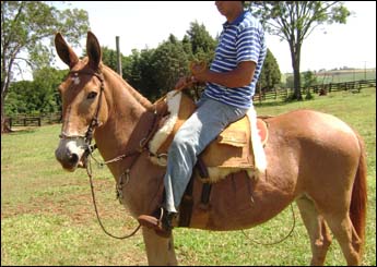 CAMPINA