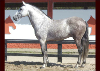 VÂNDALO LS