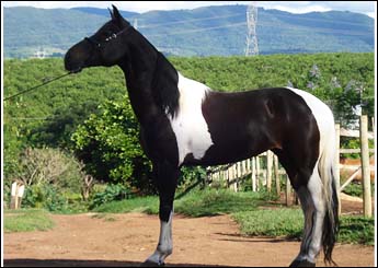 CAMARIM RA