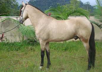 MIMOSO DO ESPINHO PRETO