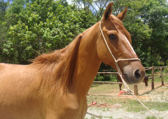 NÓRDICO DO RASF
