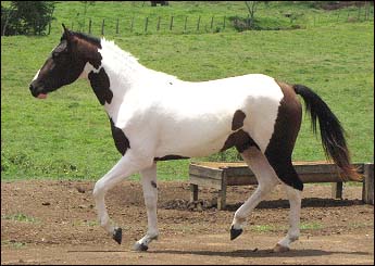 APOLO
