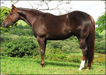 MASCARADO SIX
