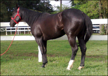 RACING VENUS