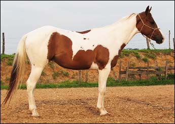 MR ETERNAL FUTURITY WD