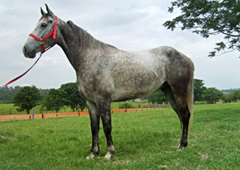 APOLO