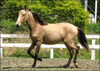 EROS DO PAGLIARIN