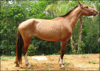 JULIETA HIL