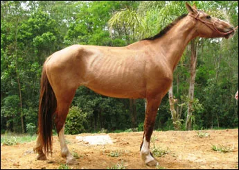 JULIETA HIL